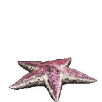 海星 的普卡