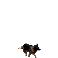 牧羊犬 的普卡