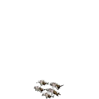 白螞蟻群