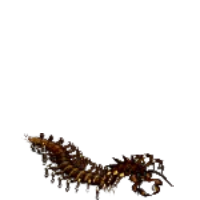 金屬蜈蚣